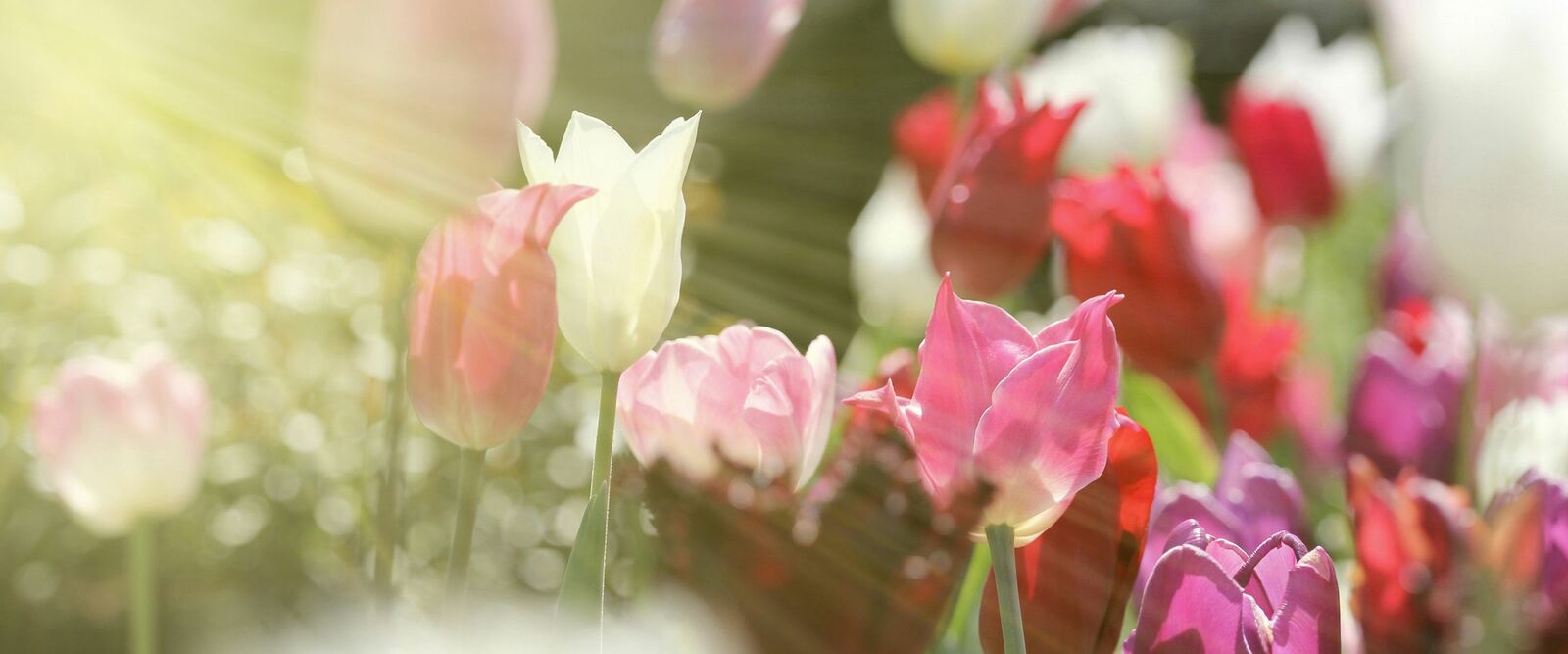 Bild Trauerfloristik